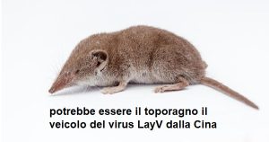cina virus